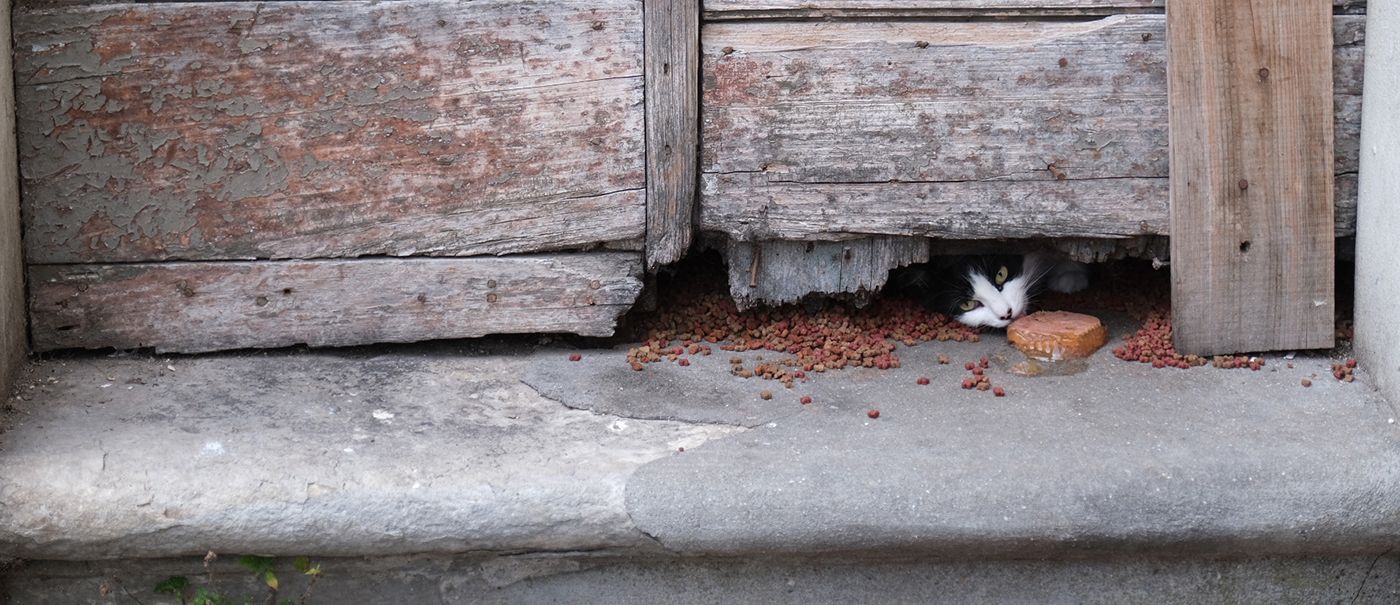 Defender o bem estar animal