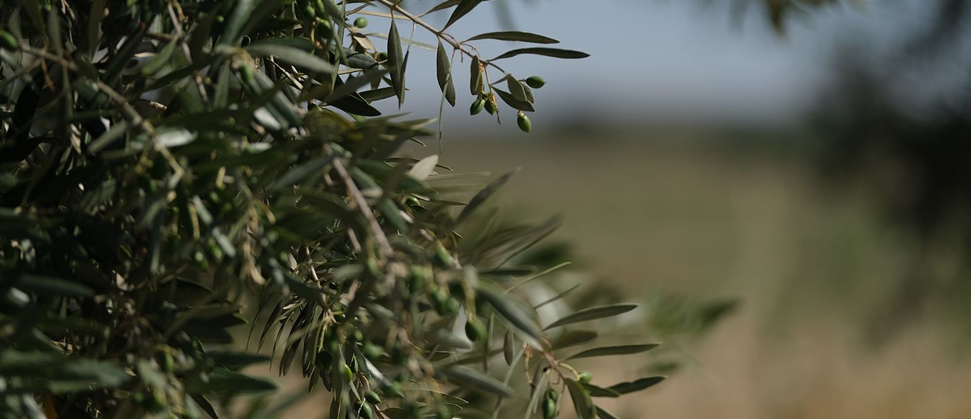 Transformar a agricultura e a floresta