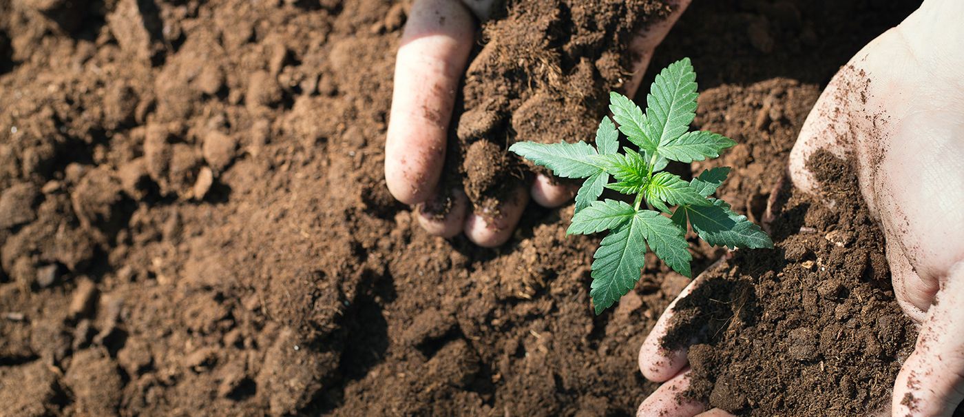 Uma política responsável para as drogas, os consumos e o álcool